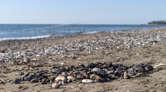 Mersin sahillerinde Suriye kaynaklı petrol sızıntısının temizlik çalışmaları sürüyor