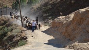 Muş'ta büyükşehirlerde satılmak üzere yetiştirilen binlerce kuzunun sevkiyatına başlandı