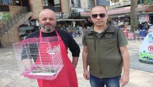 Ordu'da bulunan çoban aldatan kuşu koruma altına alındı