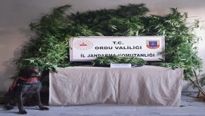 Ordu'da uyuşturucu operasyonunda 3 şüpheli gözaltına alındı