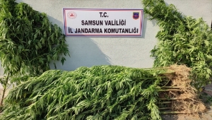 Samsun'da uyuşturucu operasyonlarında 15 şüpheli yakalandı