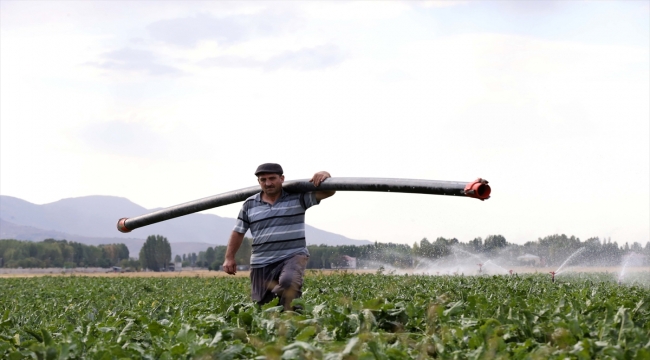 Şeker pancarı alım fiyatının yükselmesi Muş'taki çiftçileri sevindirdi