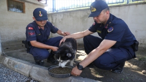 Selde yaşamını yitiren MEB personelinin köpeği "Bozkurt"a jandarma sahip çıktı 