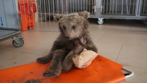 Sivas'ta iki bacağı kırık halde bulunan ayı yavrusu Elazığ'da tedavi altına alındı