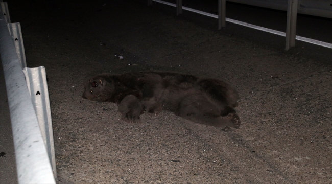 Sivas'ta otomobilin çarptığı ayı telef oldu