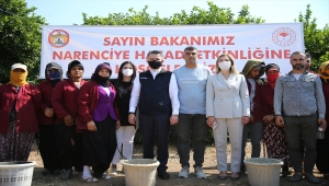 Tarım ve Orman Bakanı Bekir Pakdemirli, Adana'da limon hasadına katıldı 