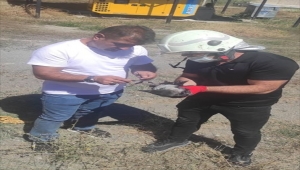 Tokat'ta ağacın dalında asılı kalan kargayı itfaiye ekipleri kurtardı 