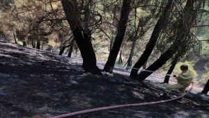 Uşak'ta çıkan orman yangını söndürüldü