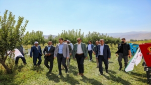 Van'da devlet destekli yetiştirilen silajlık mısırın hasadına başlandı