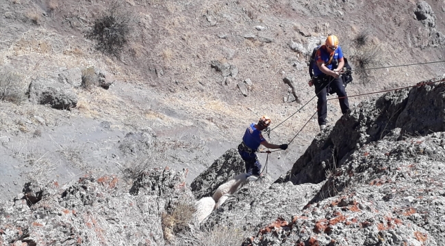 Van'da kayalıklarda mahsur kalan koyunlar kurtarıldı