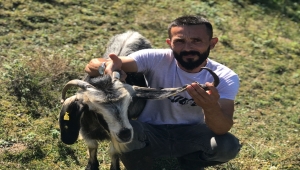 Zonguldak'ta kulağında boynuz çıkan keçi görenleri şaşırtıyor