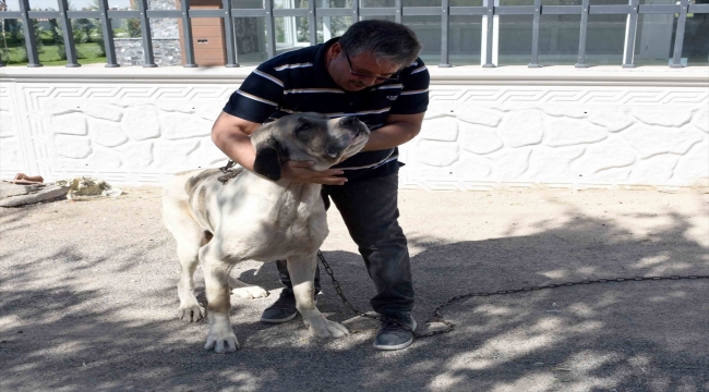 Aksaray'da üretim çiftliğinden çalınan malaklı cinsi köpek bulundu