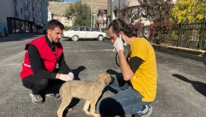 Bayburt'ta gençler sokak hayvanlarının kışlık bakımını yapıyor