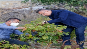 Cumhurbaşkanı Yardımcısı Oktay, memleketi Çekerek'te üzüm hasadına katıldı