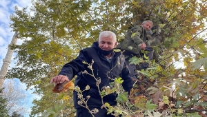 Edirne'de 160 yıllık ağaçtan toplanan bal vatandaşlara ikram edildi