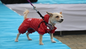 Edirne'de kedi ve köpek güzellik yarışması düzenlendi