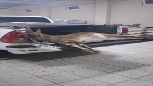 Erzincan'da yaban keçisi avlayan 2 kişiye 63 bin 432 lira ceza 