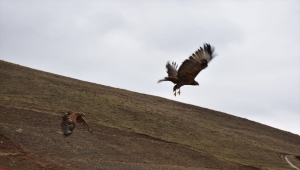 Erzurum'da tedavi edilen 2 kızıl şahin ve kaya kartalı doğaya salındı