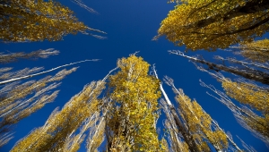 Erzurum'un meşhur Tekederesi mesire alanı sonbahar renklerine büründü