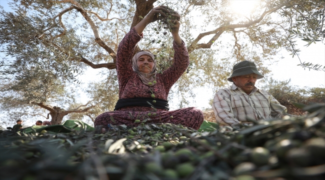 Filistinli çiftçiler Yahudi yerleşimcilerin tehditleri nedeniyle zeytin hasadı sevincini yaşayamıyor