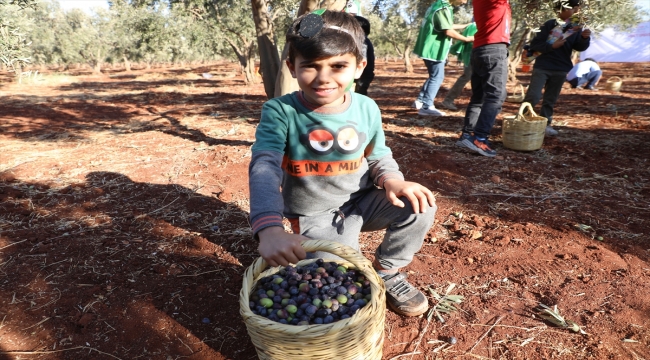 Hatay'da, Suriyeli yetimler zeytin toplama şenliğine katıldı