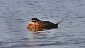 Hersek Lagünü'nde soyu tükenme tehlikesi altındaki dikkuyruk ördeği görüldü