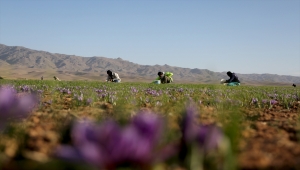 İran'da kuraklık nedeniyle "kızıl altın" safranın çiçekleri açmadı