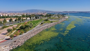 İzmir Bostanlı'da kıyıya yakın noktaları, deniz marulu kapladı