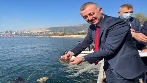 İzmit Körfezi'ne 6 bin çipura, levrek ve kalkan bırakıldı