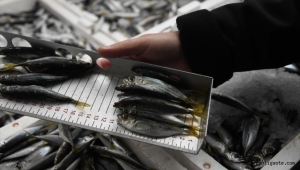 Kayseri'de bin 400 kilo istavrite el konuldu