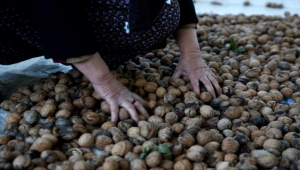 Kayseri Gesi'de ceviz hasadı başladı