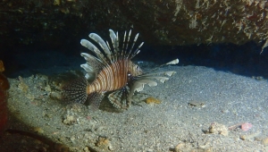 Kızıldeniz'in "istilacısı" aslan balığı Ege'de de yayılıyor