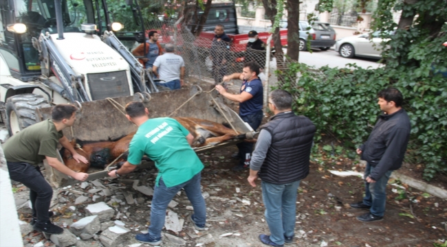 Manisa'da şehre inen yaralı yılkı atları, tedavi altına alındı