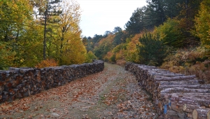 Manisa ormanlarında hazan mevsimi
