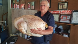Mersin'de "dev" mantar bulundu