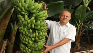 Mersin'de geliştirilen verimi yüksek 6 muz çeşidi için tescil başvurusu yapıldı