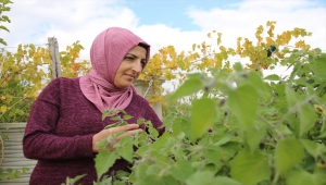 Muhasebecilikten artakalan zamanlarında "ata tohumu" yetiştiriyor
