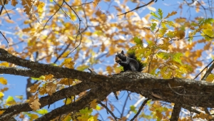 Munzur Vadisi'nin sevimli sincapları kış hazırlığında