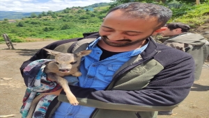 Ordu'da bulunan yavru karaca koruma altına alındı