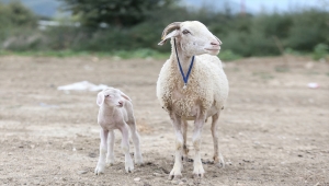 Orman yangınından kurtarılan koyunun kuzusuna "Barış" adı verildi 