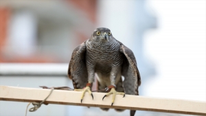 Rize'de "Şahin Atmaca Güzellik Beceri ve Doğaya Salım Festivali" yapıldı