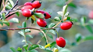 Sarıkamış'ta 2 bin 500 rakımda kuşburnu toplama mesaisi başladı