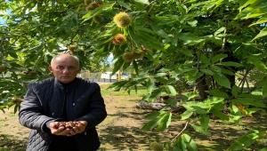 Sinop'ta kestane rekoltesinin 500 ton civarında gerçekleşmesi bekleniyor