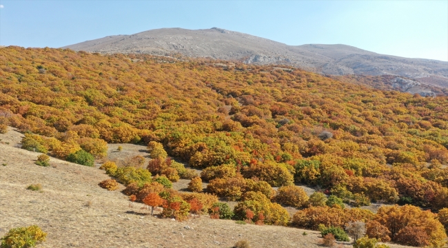 Sivas'ta Tecer Dağı ve Paşabahçe Mesire Alanı sonbahar renkleriyle etkiliyor