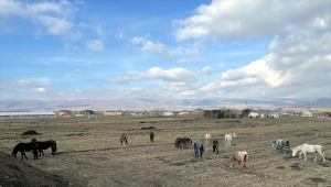 Ardahan'da yılkı atları kent merkezinde beslenmeye çalışırken görüntülendi