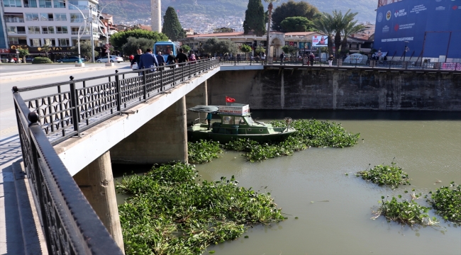 Asi Nehri'ni kaplayan su sümbüllerini temizleme çalışması sürüyor
