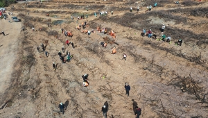 Bodrum'da "Milli Ağaçlandırma Günü"nde fidanlar toprakla buluştu