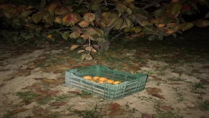 Denizli'de cennet elması çalan 3 kişi gözaltına alındı