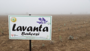 Edirne'de kurulan tıbbi ve aromatik bitkiler ormanında 188 bin fidan toprakla buluştu