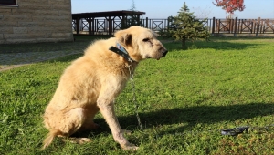 Kansere yakalanan köpek "Zerdali" Kocaeli'de tedavi ediliyor